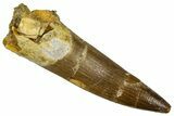 Fossil Plesiosaur (Zarafasaura) Tooth - Morocco #369952-1